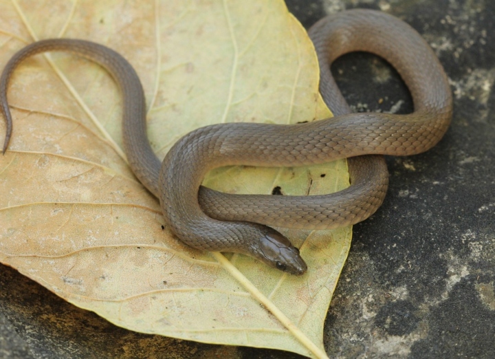 Rough Earth Snake